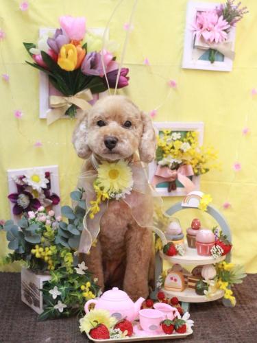 20230315アルトくん